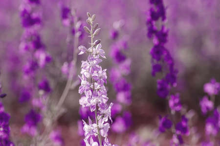 Delphinium or consolida ajacis purple flowers blooming in springの写真素材