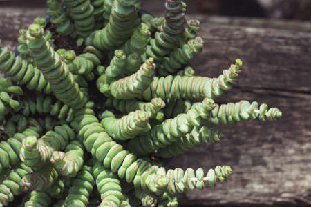 Crassula perforata succulent plant green foliage detailの写真素材