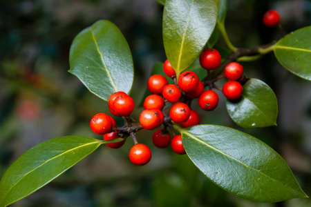 Holly  tree with red berries and green foliageの写真素材