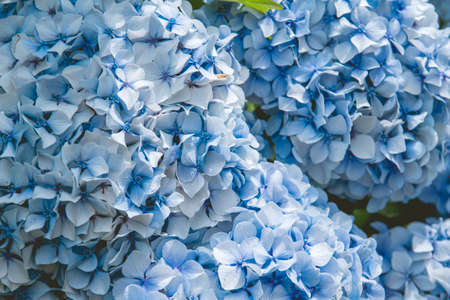 Hydrangea blue flowers close upの写真素材