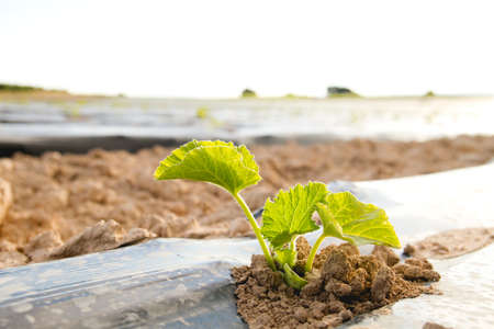 Watermelon plant green sprouts on plantation with plastic mulch for weeds and moisture controlの写真素材