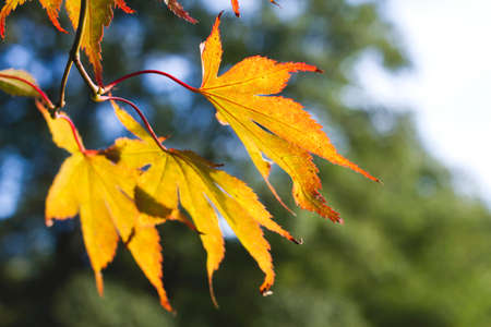 Detail of acer palmatum foliageの写真素材