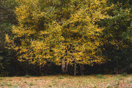 Birch trees with autumnal colorsの写真素材