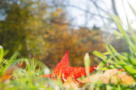 Maple tree red fallen leaf on the green grassの写真素材