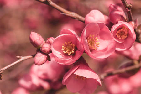 Chaenomeles japonica or maules's quince red pinkish flowers close upの写真素材