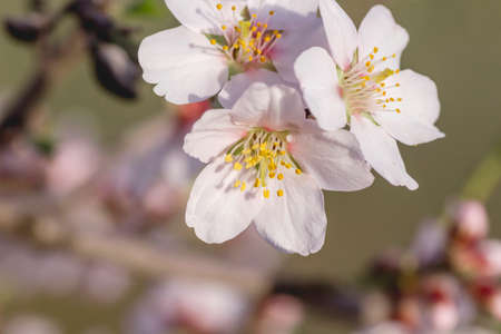 Almond tree blossoms flowers close upの写真素材
