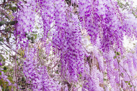 Wisteria purple flowers blooming in springの写真素材