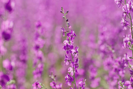 Delphinium or consolida ajacis purple flowers blooming in springの写真素材