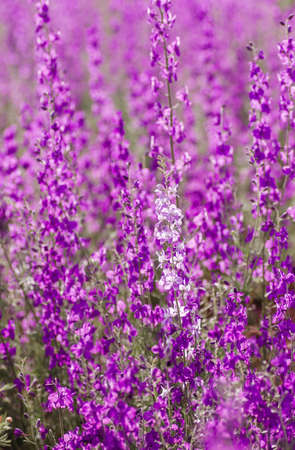 Delphinium or consolida ajacis purple flowers blooming in springの写真素材