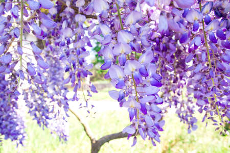 Wisteria purple flowers blooming in springの写真素材