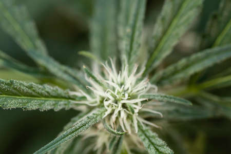 Detail of cannabis plant blossomの写真素材