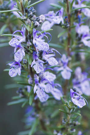 Rosemary flowers blooming in springの写真素材