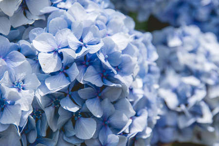 Hydrangea blue flowers close upの写真素材