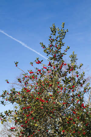 Holly  tree with red berries and green foliageの写真素材