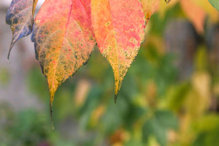 Five-leaved ivy creeper plant colorful autumnal leaves close upの写真素材