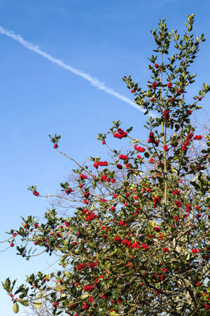 Holly  tree with red berries and green foliageの写真素材