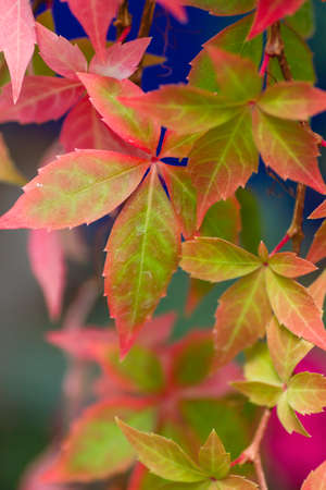 Five-leaved ivy creeper plant colorful autumnal leaves close upの写真素材