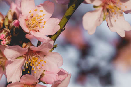 Almond tree blossoms flowers close upの写真素材