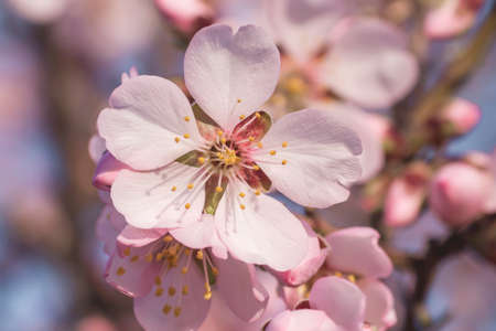 Almond tree blossoms flowers close upの写真素材
