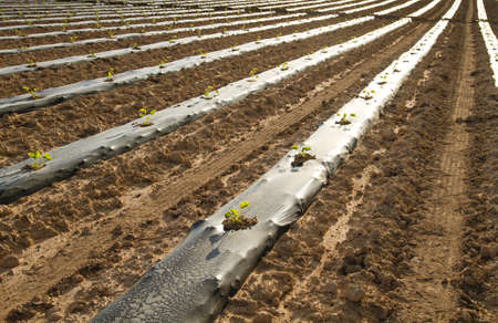 Watermelon plant green sprouts on plantation with plastic mulch for weeds and moisture controlの写真素材