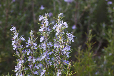 Rosemary flowers blooming in springの写真素材
