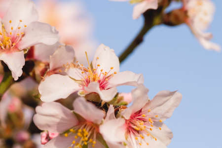 Almond tree blossoms flowers close upの写真素材