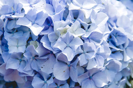Hydrangea flowers blooming close upの写真素材