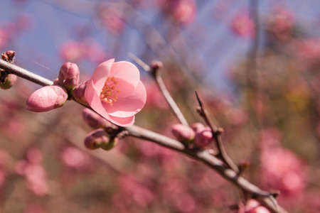 Chaenomeles japonica or maules's quince red pinkish flowers close upの写真素材