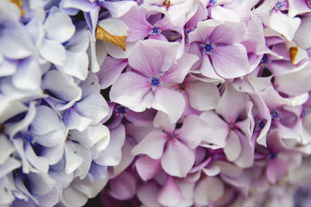 Hydrangea flowers blooming close upの写真素材
