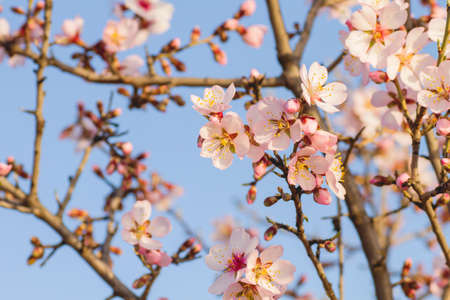 Almond tree blossoms flowers close upの写真素材