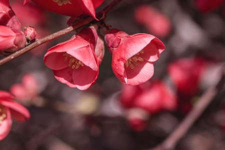 Chaenomeles japonica or maules's quince red pinkish flowers close upの写真素材