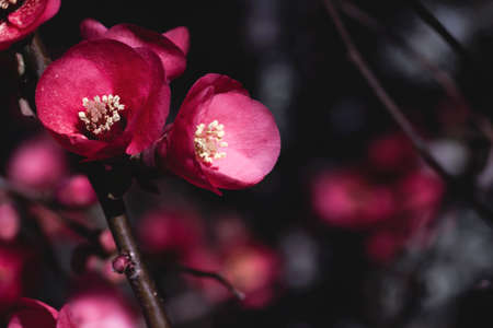Chaenomeles japonica or maules's quince red pinkish flowers close upの写真素材