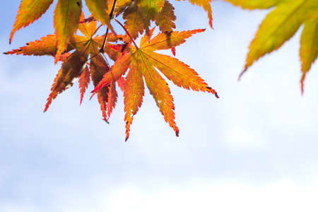 Detail of acer palmatum foliageの写真素材
