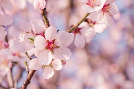 Almond tree blossoms flowers close upの写真素材