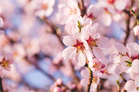 Almond tree blossoms flowers close upの写真素材