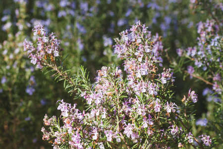 Rosemary plants blooming in springの写真素材