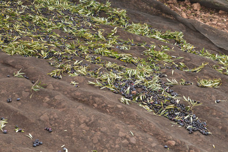 Olives harvest with collection clock