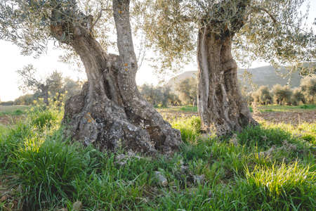 Old olive trees fieldの写真素材