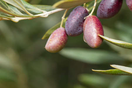 Ripening olive tree fruitsの写真素材