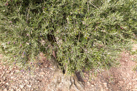 Olive tree with fruitsの写真素材