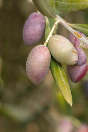 Ripening olive tree fruitsの写真素材