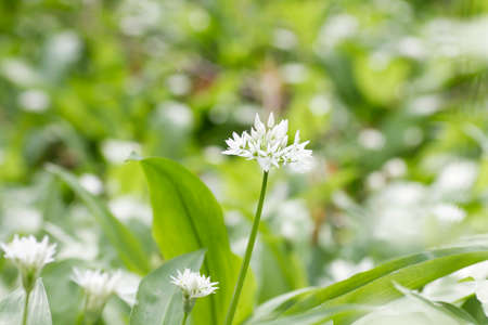 Blossoming bear's garlic blooming in the springtime forestの写真素材