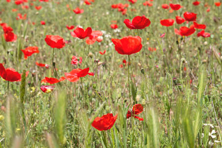 Wild red poppy flowers blooming in springの写真素材
