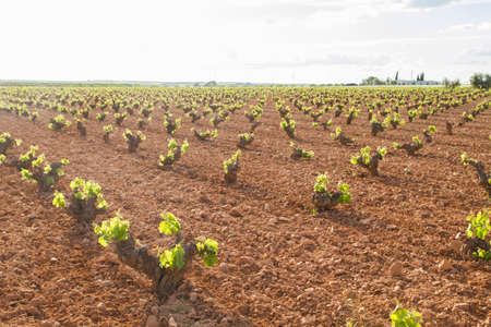 Vineyard in La Mancha, Spainの写真素材