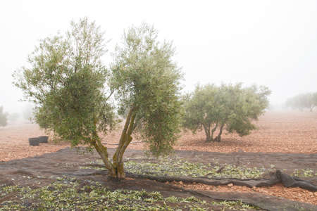 Olives harvest with collection clockの写真素材