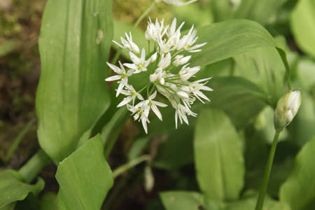 Blossoming bear's garlic blooming in the springtime forestの写真素材