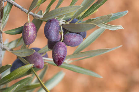 Ripe olive tree fruitsの写真素材