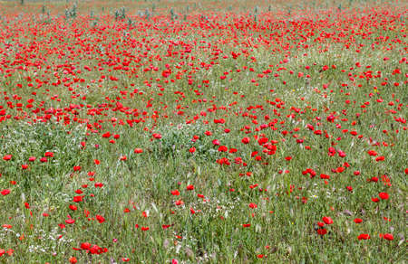 Wild red poppy flowers blooming in springの写真素材