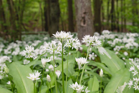 Blossoming bear's garlic blooming in the springtime forestの写真素材