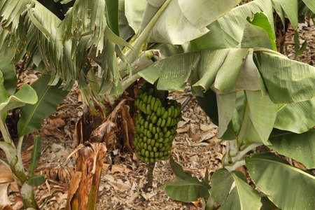 Banana palm tree with fruitsの写真素材